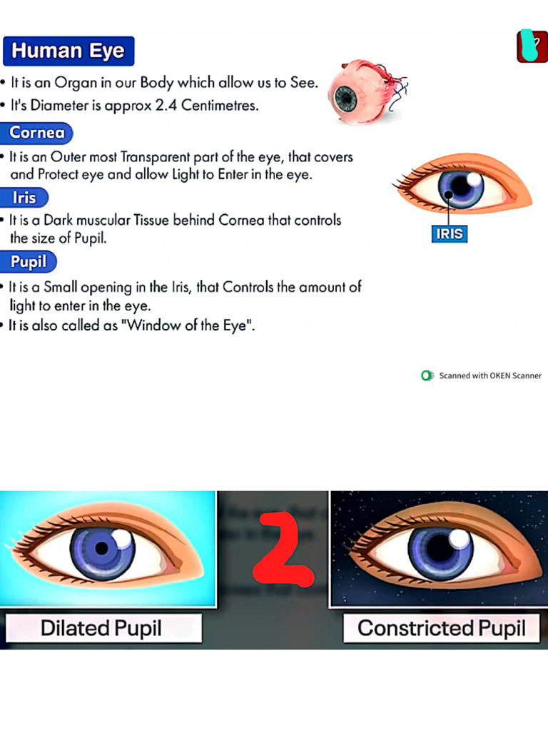 Human Eye & Colour. World | PDF