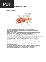 Rabbit Digestive System Anatomy Guide | PDF | Stomach ...