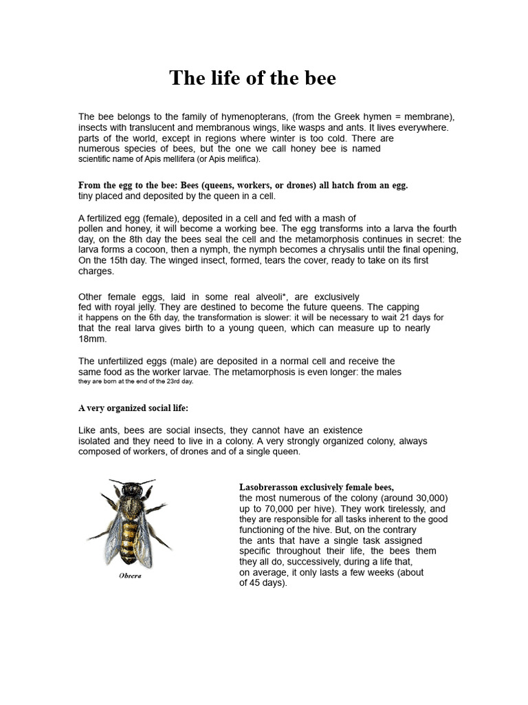 The Life of The Bee | PDF | Honey Bee | Beekeeping