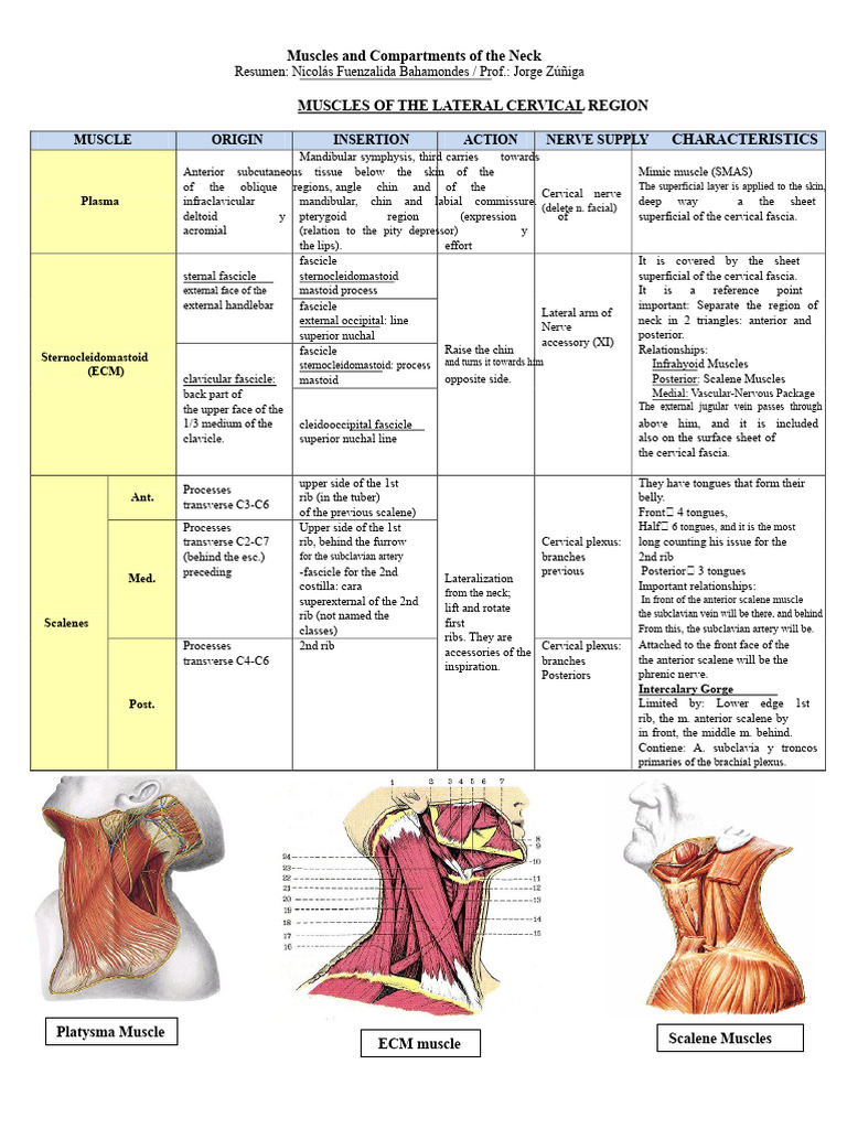 Neck Muscles and Anatomical Compartments | PDF | Common Carotid Artery ...
