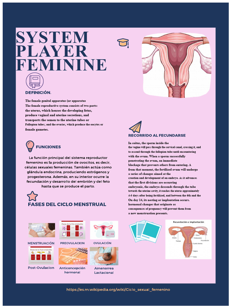 Infographic Female Reproductive System | PDF