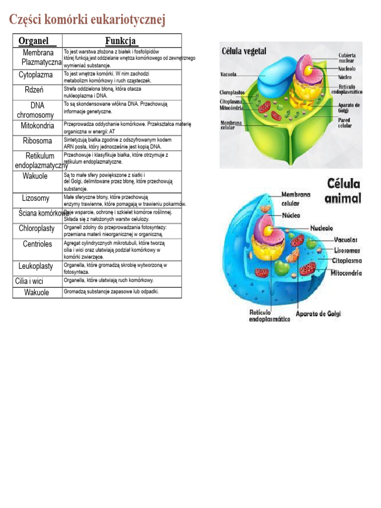 cz-ci-kom-rki-eukariotycznej-pdf