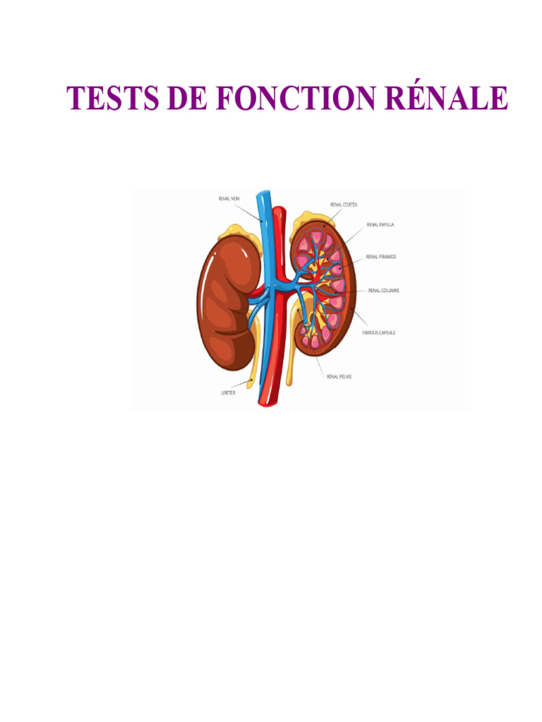 Tests et Évaluation de la Fonction Rénale | PDF | Créatinine | Rein
