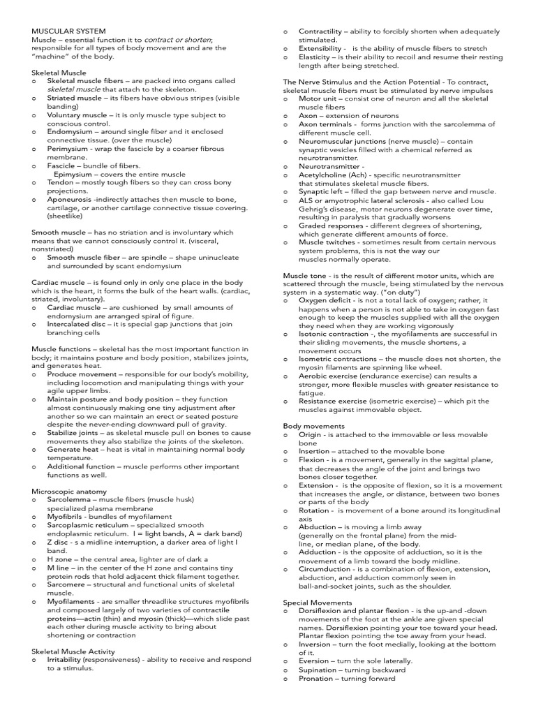Muscular System | PDF | Skeletal Muscle | Human Leg