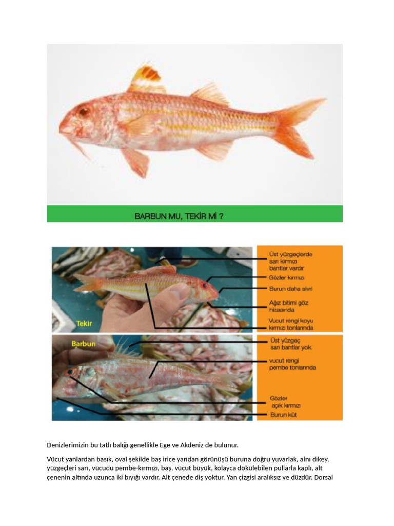 Barbun Tekir | PDF