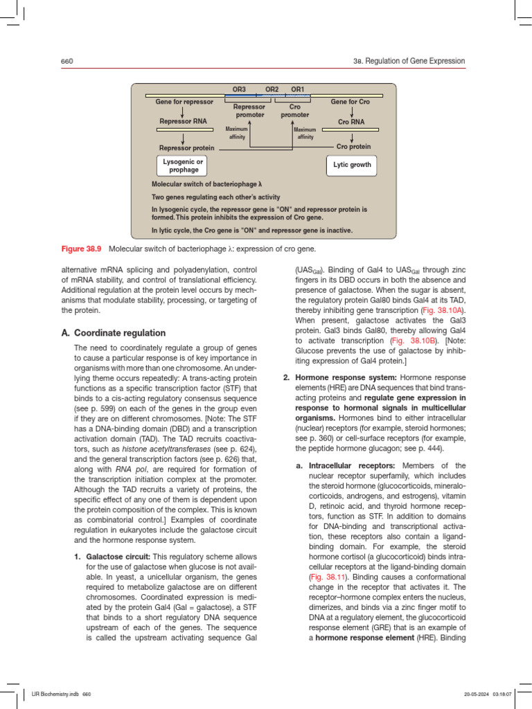 660 38. Regulation of Gene Expression | PDF | Micro Rna | Messenger Rna