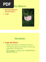 Aula Flor Básico - Graduação