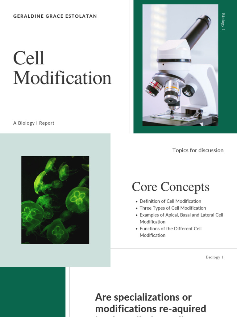Biology Report (Cell Modification and Cell Cycle) | PDF | Mitosis ...