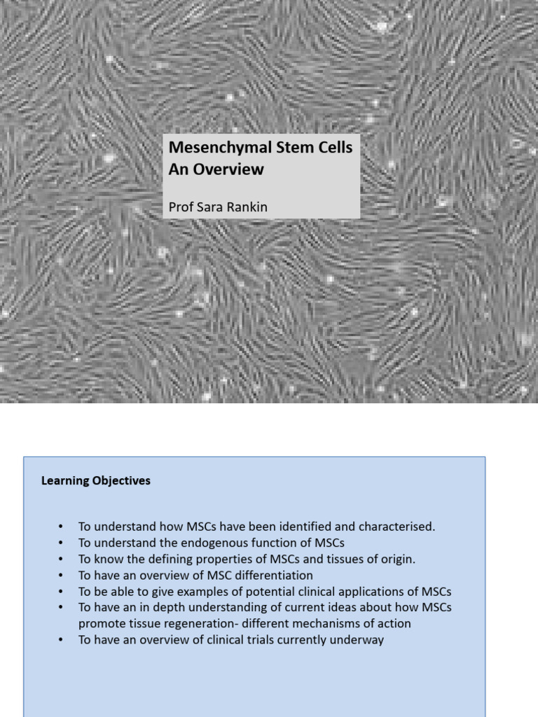 Overview of Mesenchymal Stem Cells | PDF | Mesenchymal Stem Cell | Bone