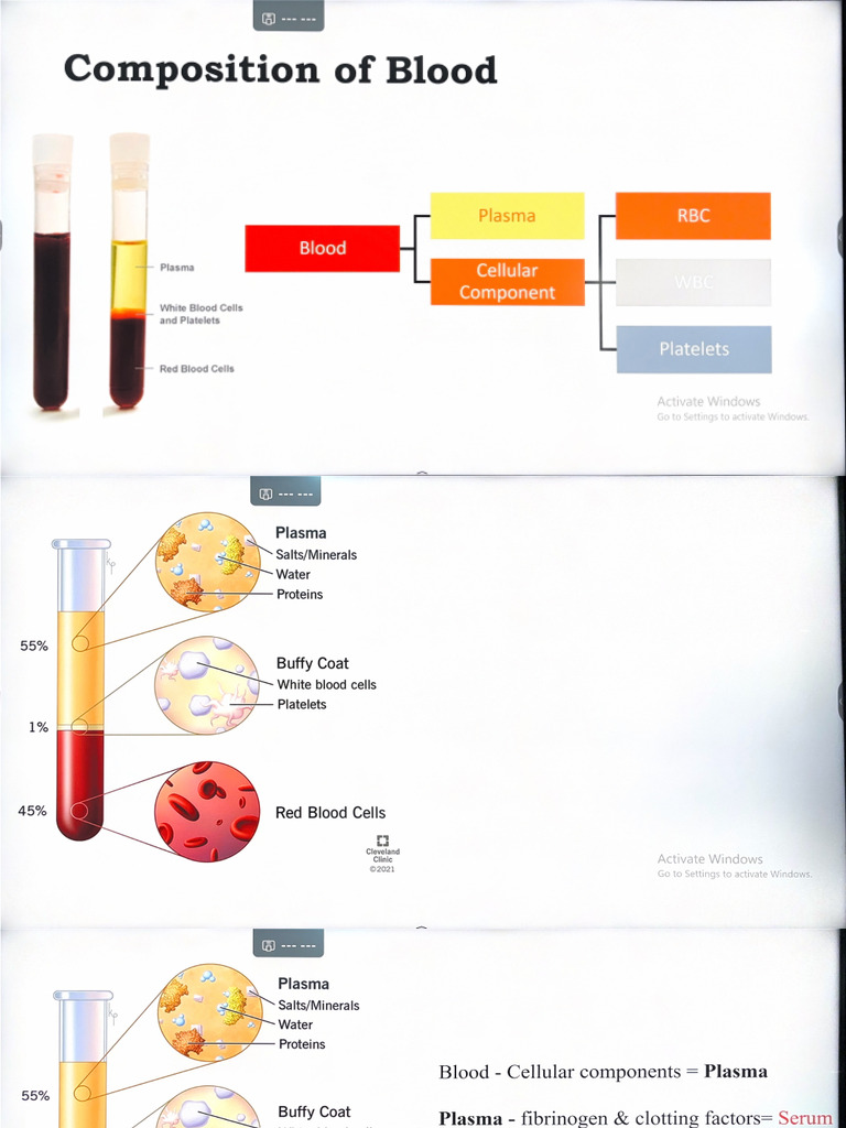 Blood Physiology | PDF