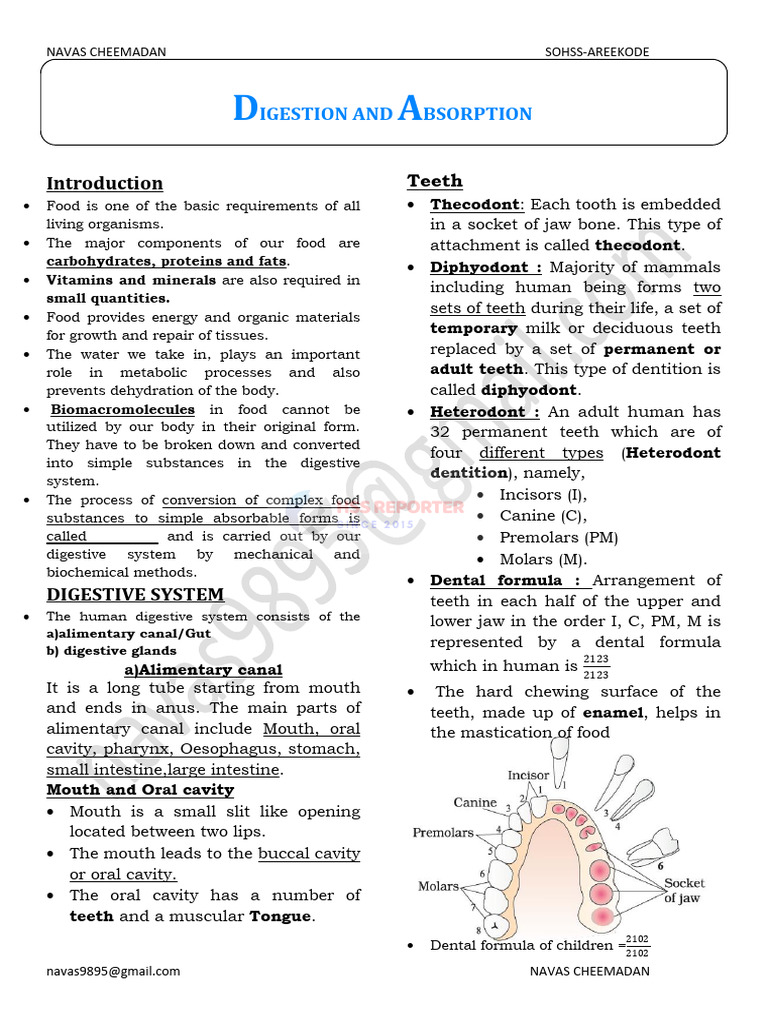 Human Digestive System Overview | PDF | Stomach | Digestion