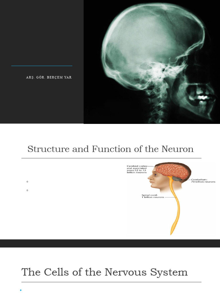 Introducing The Brain | PDF | Neuron | Nervous System