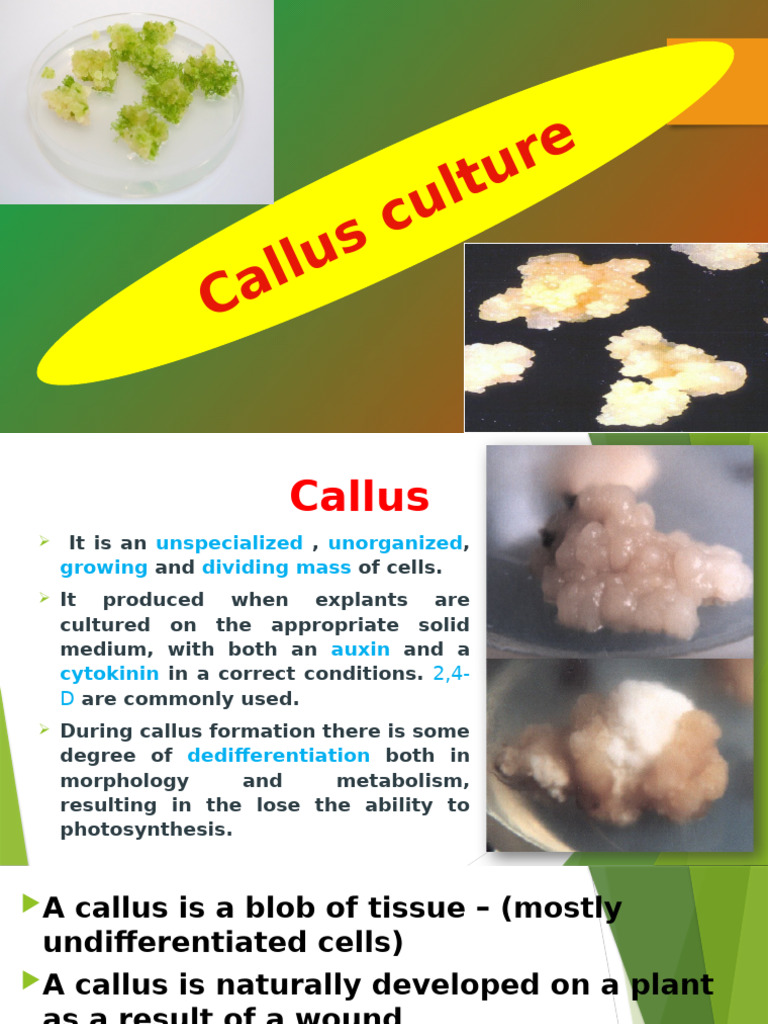 Understanding Callus Culture Techniques | PDF | Cell Biology ...