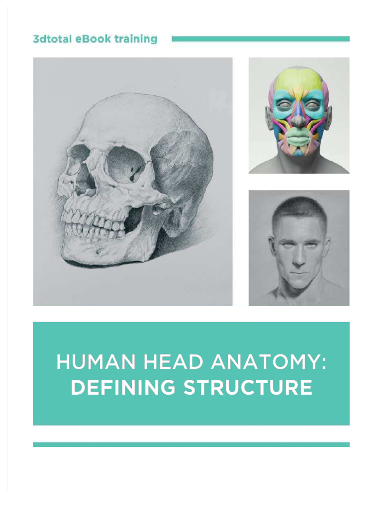 PDF Human Head Anatomy Defining Structure - Compress | PDF | Skull ...