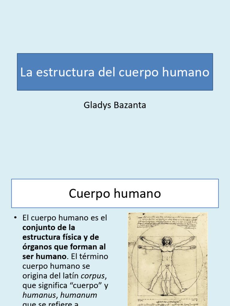 Estructura del Cuerpo Humano | PDF | Abdomen | Tórax
