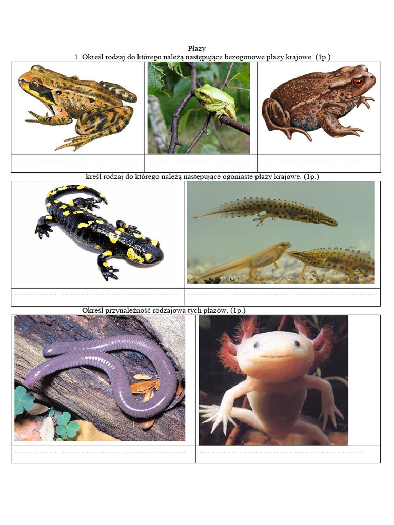 Płazy | PDF
