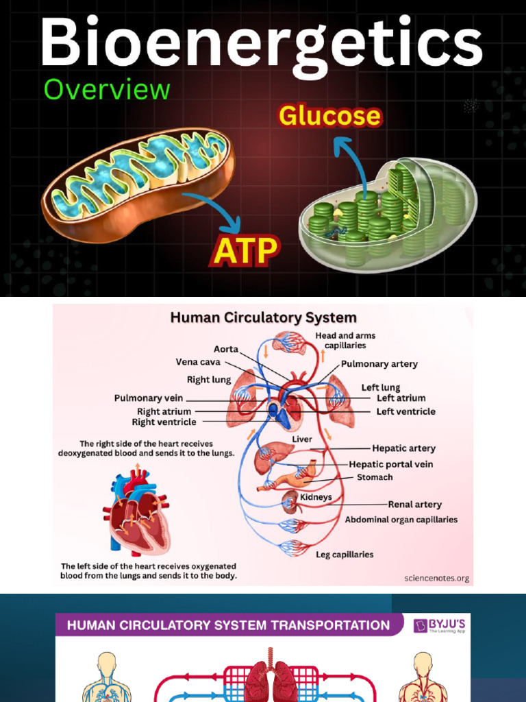Overview of the Human Circulatory System | PDF | Circulatory System | Heart