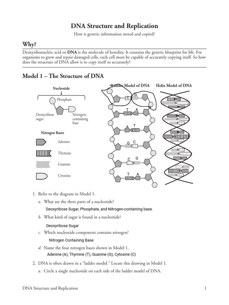 Kami Export - 17 - DNA Structure and Replication-S | PDF | Dna | Dna ...