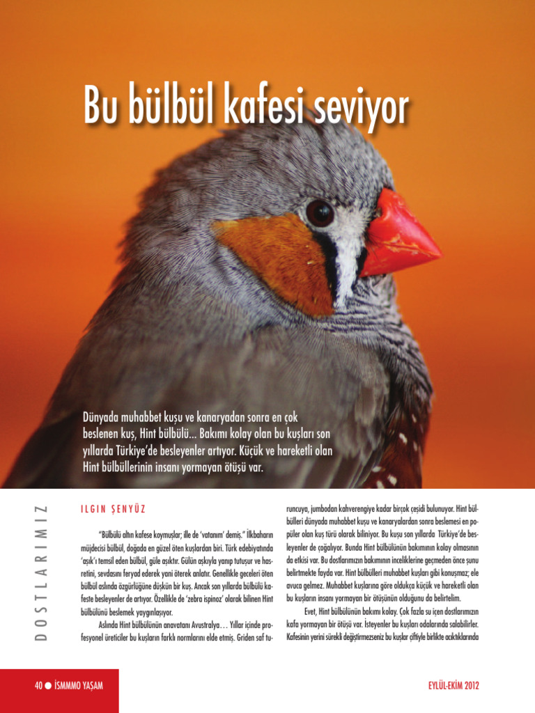 Bülbül | PDF
