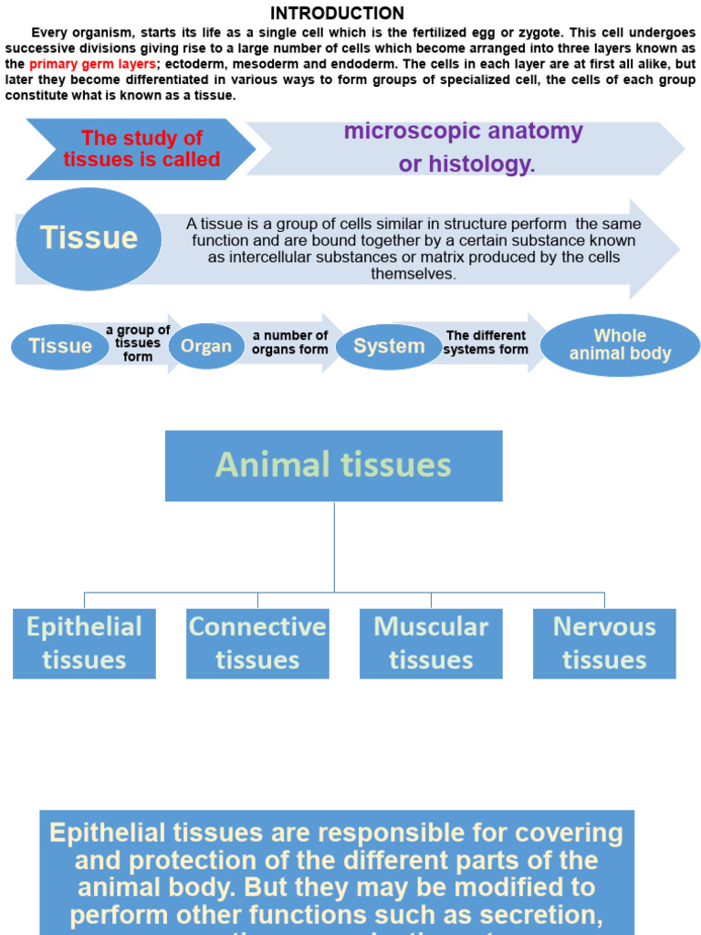 Overview of Animal Epithelial Tissues | PDF | Epithelium | Tissue (Biology)