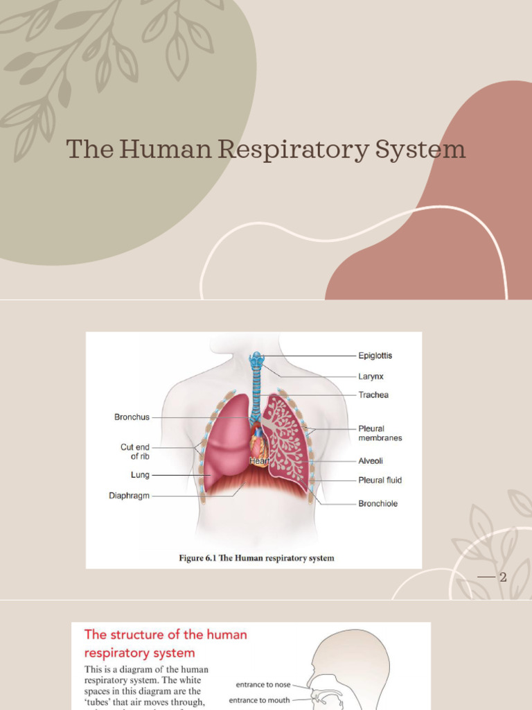Understanding the Human Respiratory System | PDF | Respiratory System ...