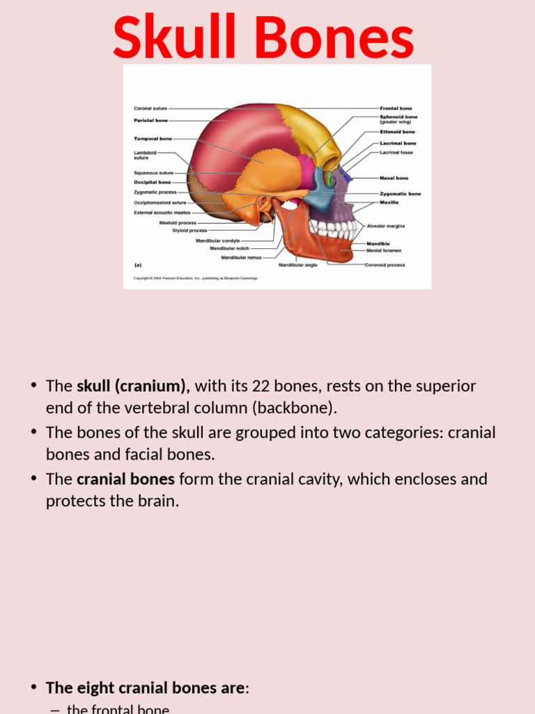 Anatomy of Skull Bones Explained | PDF | Skull | Human Head And Neck