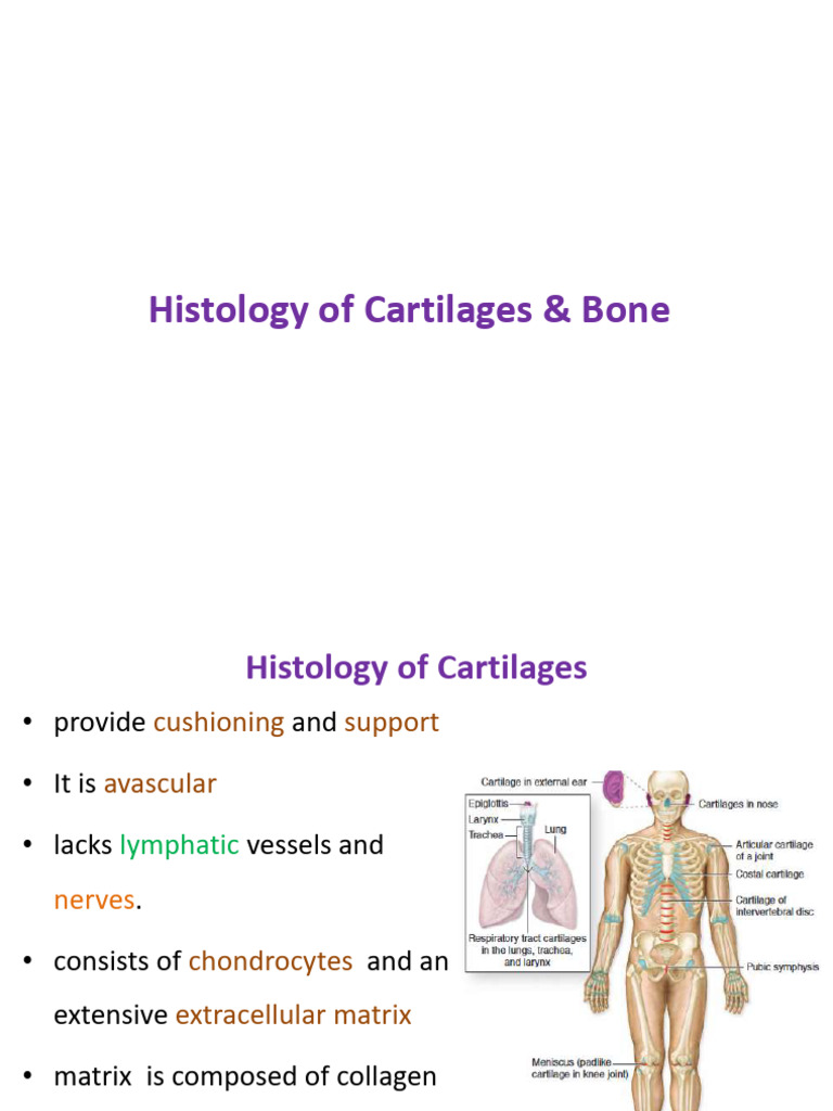 Cartilage and Bone Histology Overview | PDF | Bone | Osteoblast
