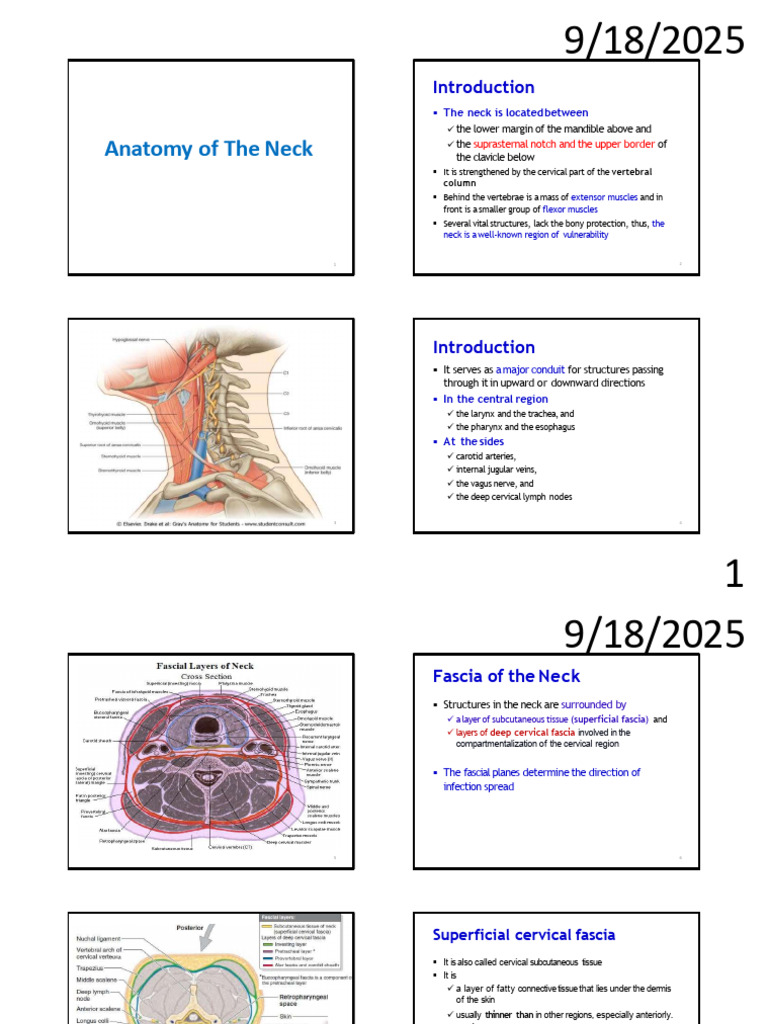 Anatomy and Fascia of the Neck | PDF | Neck | Common Carotid Artery
