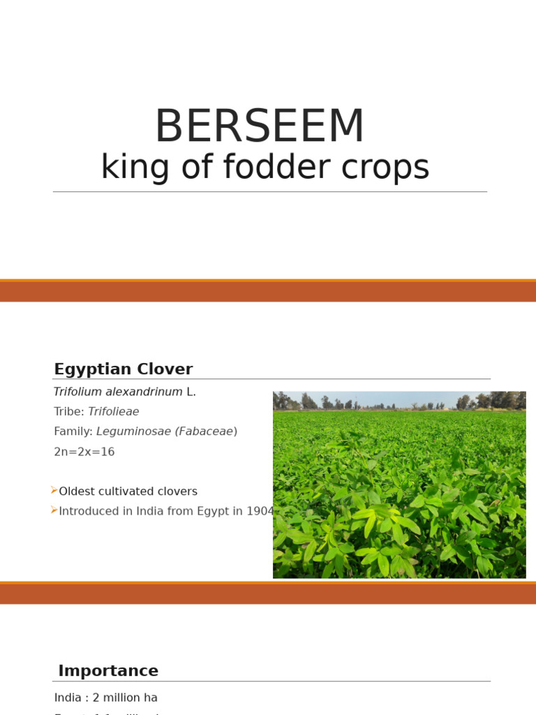UG PB 106 Berseem Improvement | PDF | Plant Breeding | Pollination