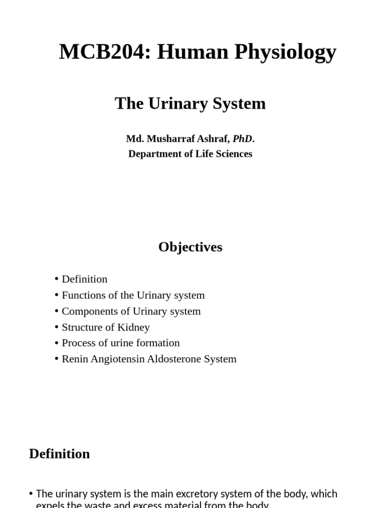 MCB204 T15 - Urinery System (Revised 20082025) | PDF | Angiotensin | Kidney