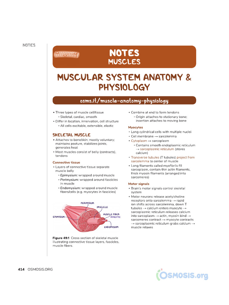Muscular System Anatomy and Physiology - Video, Causes, & Meaning ...