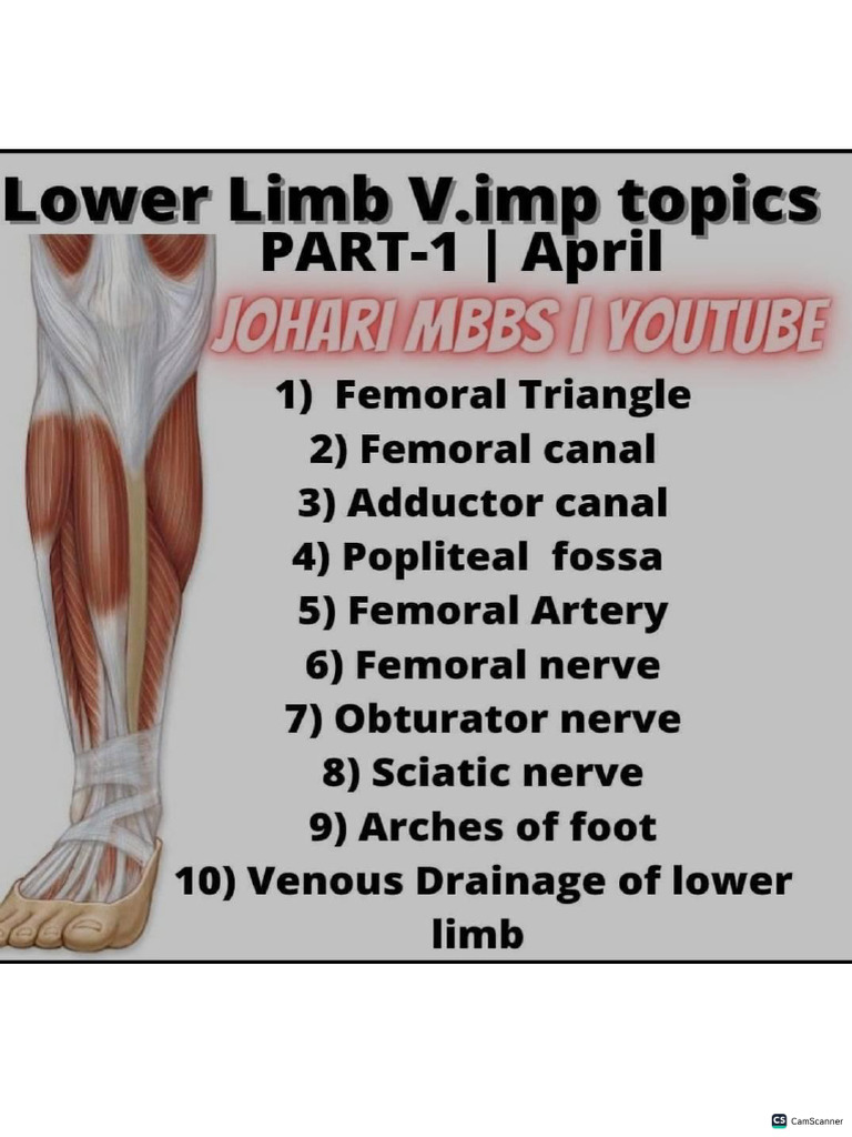 Lower Limb Anatomy L Johari Mbbs-1 | PDF