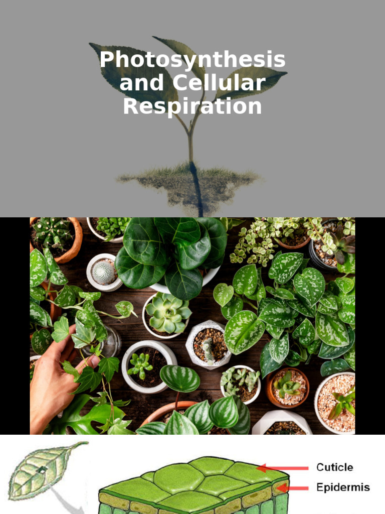 SCIENCE 9 Photosynthesis and Cellular Respiration | PDF