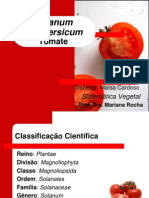 Lycopersicon Esculentum - Tomate