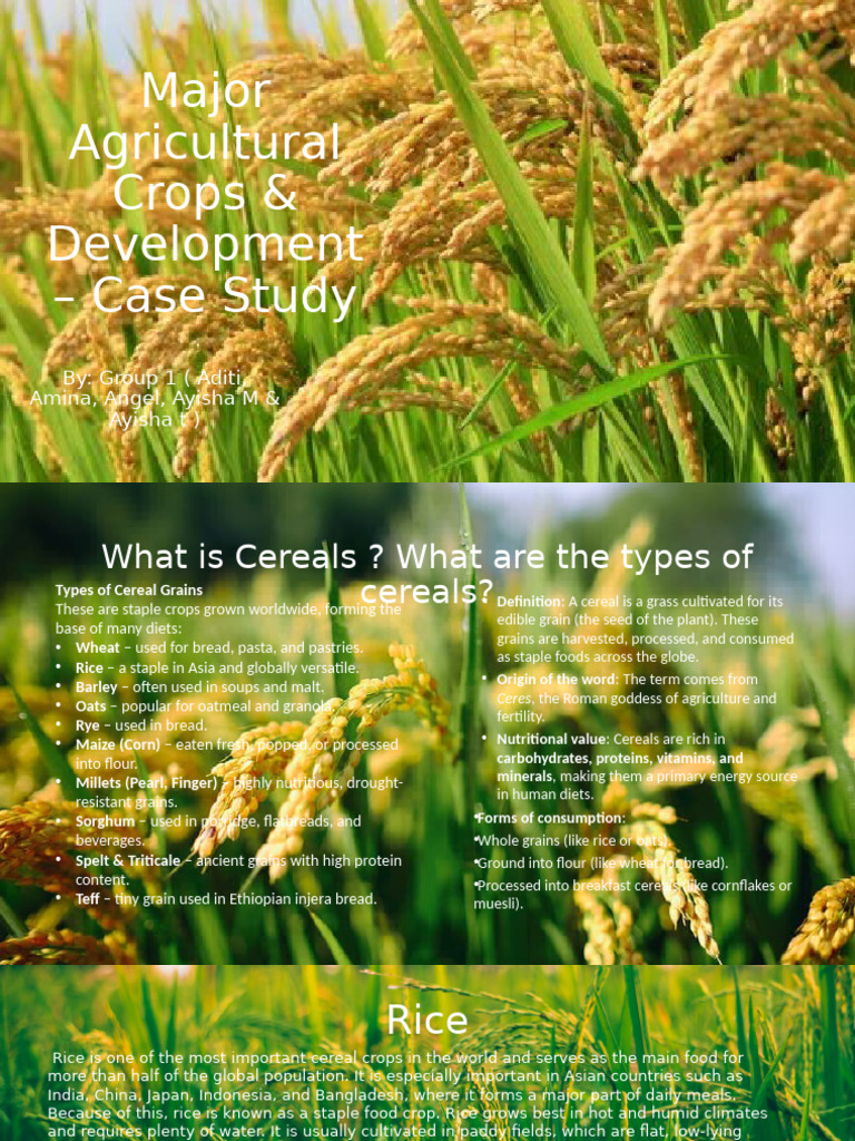 Major Cereal Crops: Rice Overview | PDF | Cereals | Rice