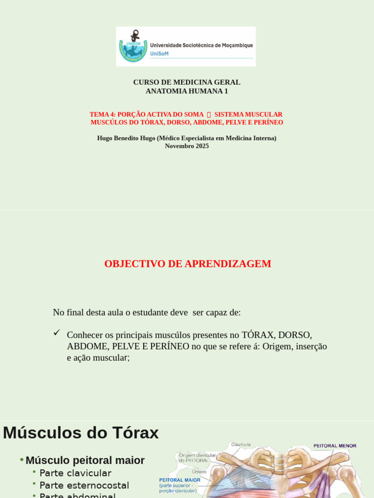 AULA 11 Musculos do tronco _ anatomia 043145 | PDF | Pélvis | Sistema ...