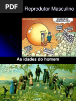 reprodução masculino