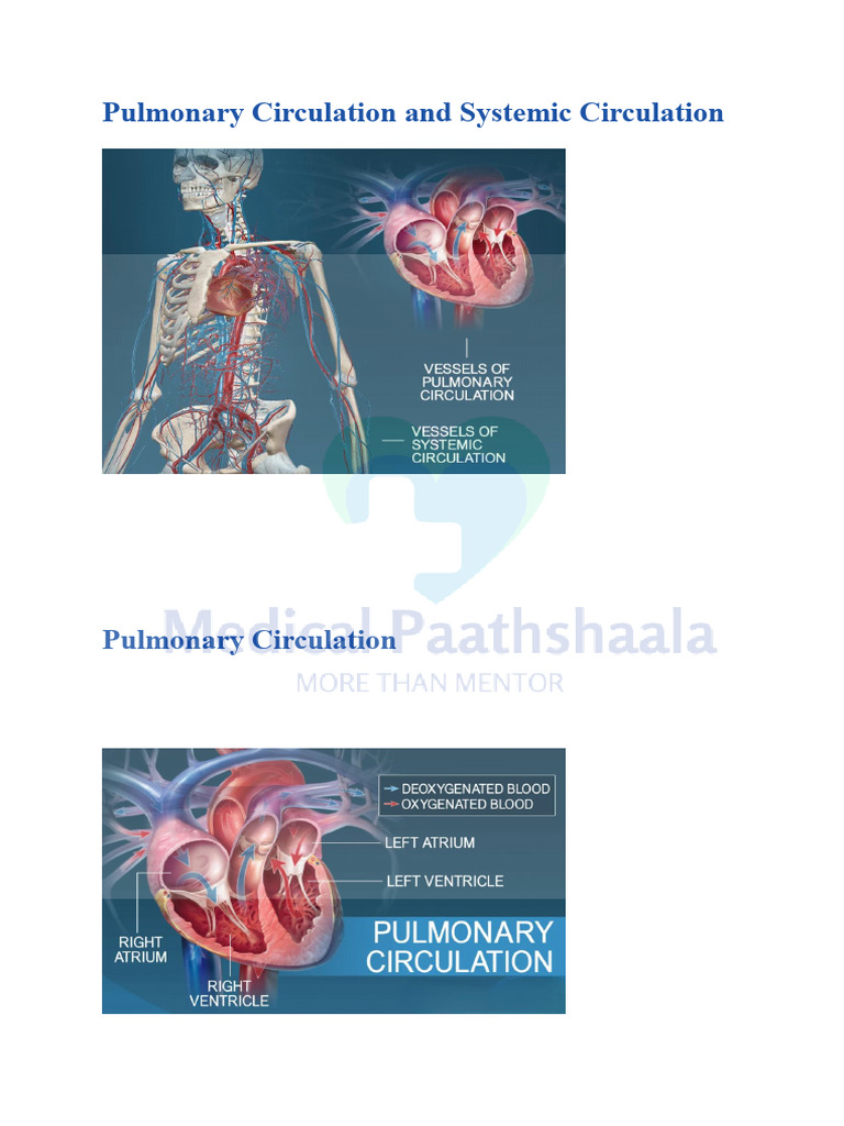 Pulmonary Circulation and Systemic Circulation | PDF