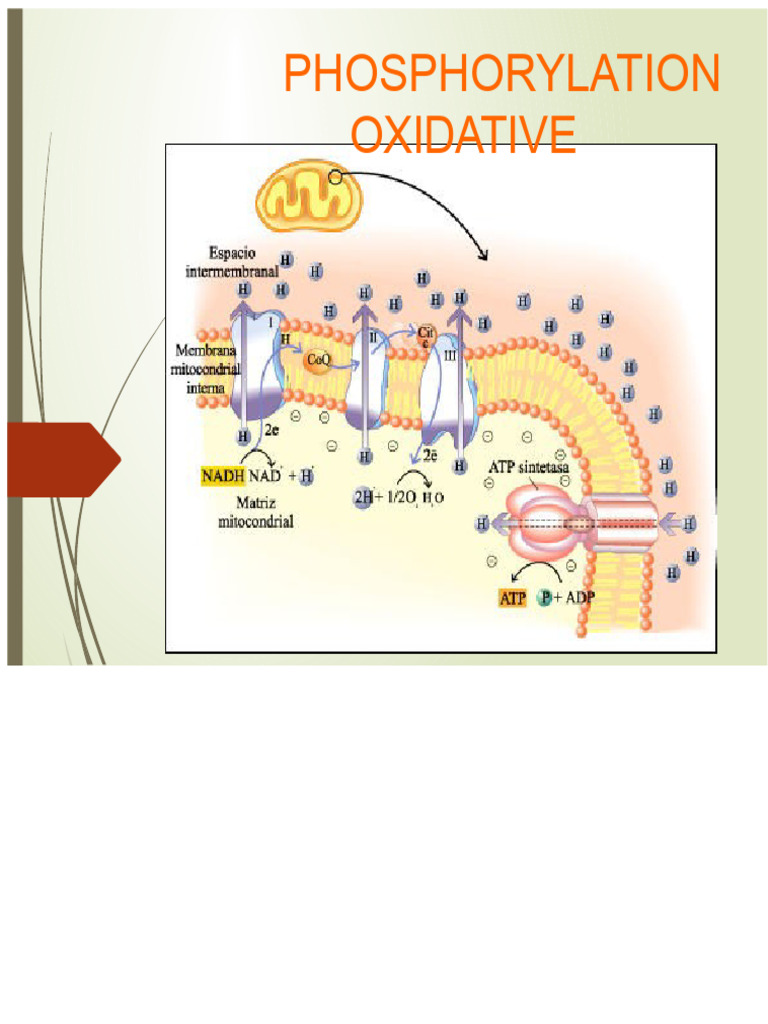 Understanding Oxidative Phosphorylation | PDF | Electron Transport ...