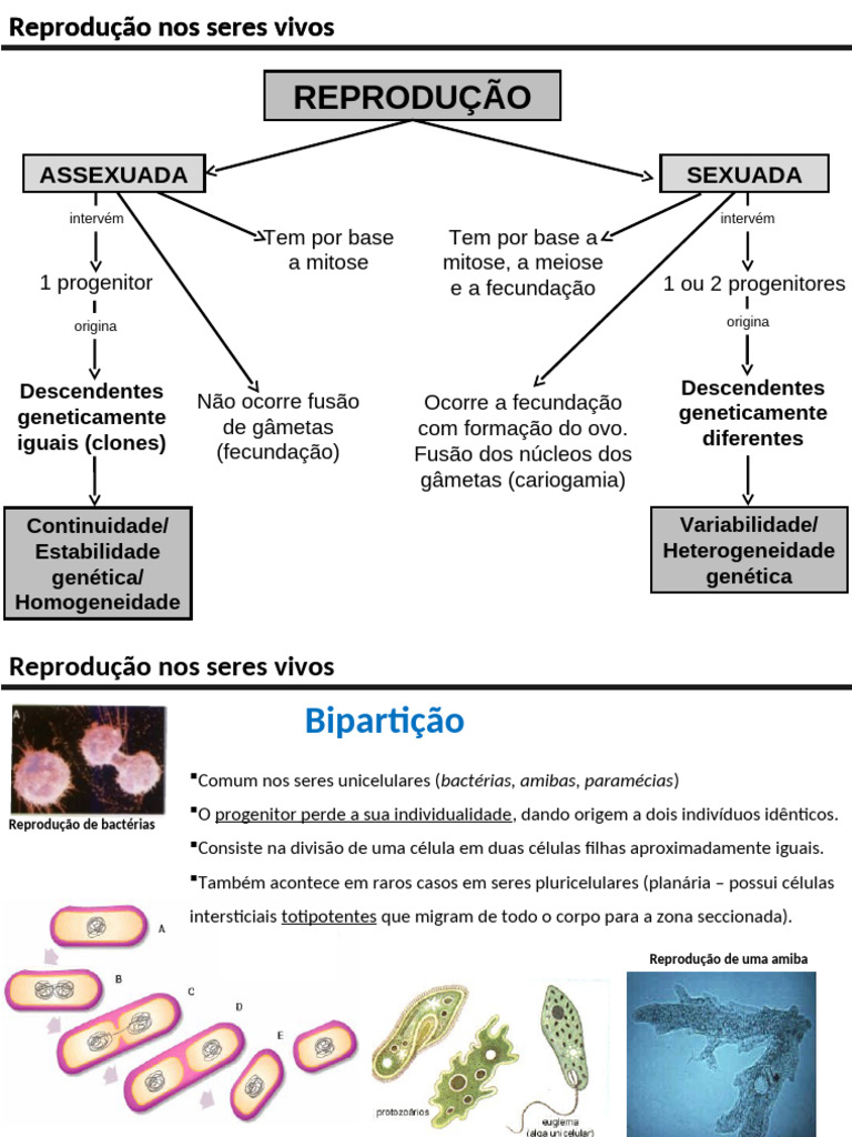 PP - Reprodução Nos Seres Vivos | PDF | Meiose | Reprodução sexual