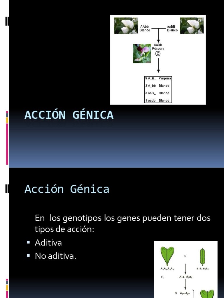 Accion Genica | PDF | Dominancia (Genética) | Cigosidad