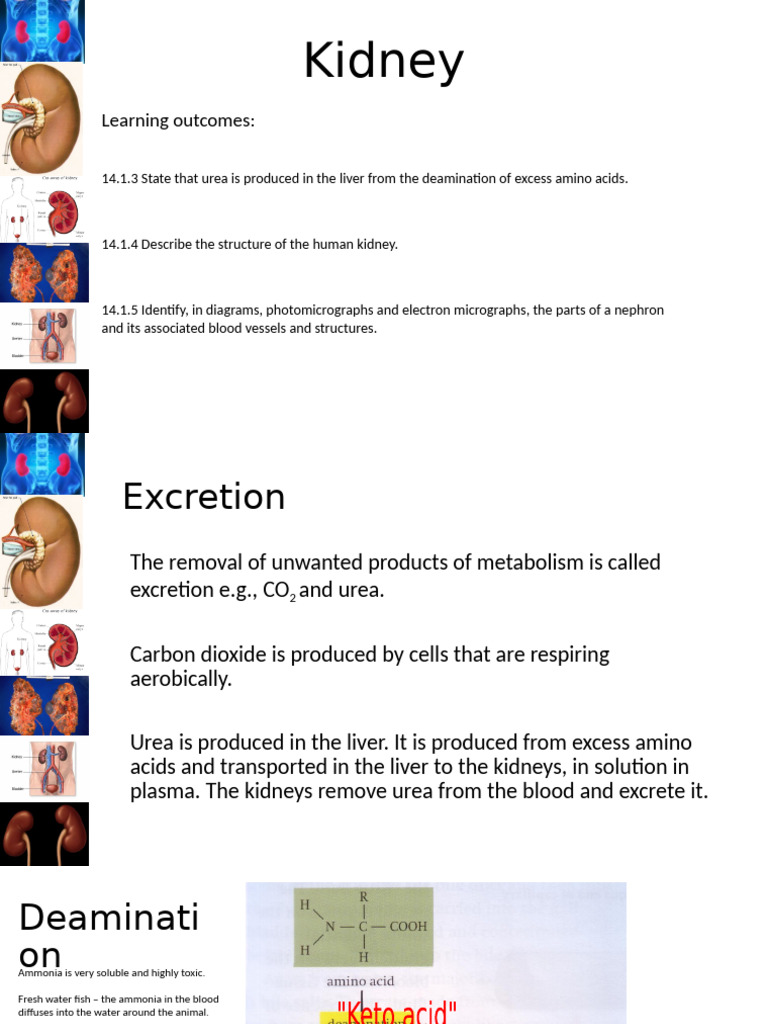 Lesson 2 | PDF | Kidney | Urinary System