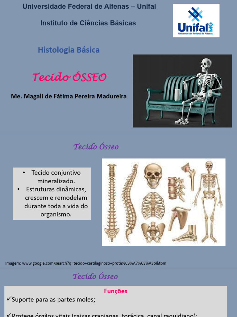 Estrutura e Função do Tecido Ósseo | PDF | Osso | Anatomia
