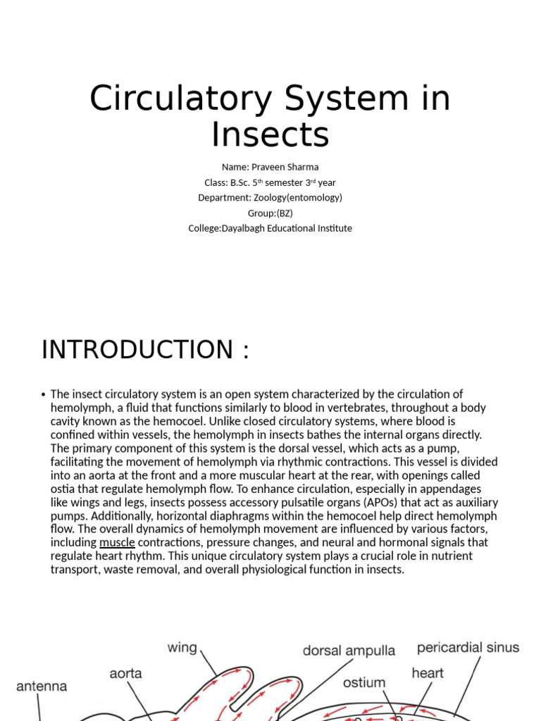 Insect Circulatory System Overview | PDF | Circulatory System | Heart