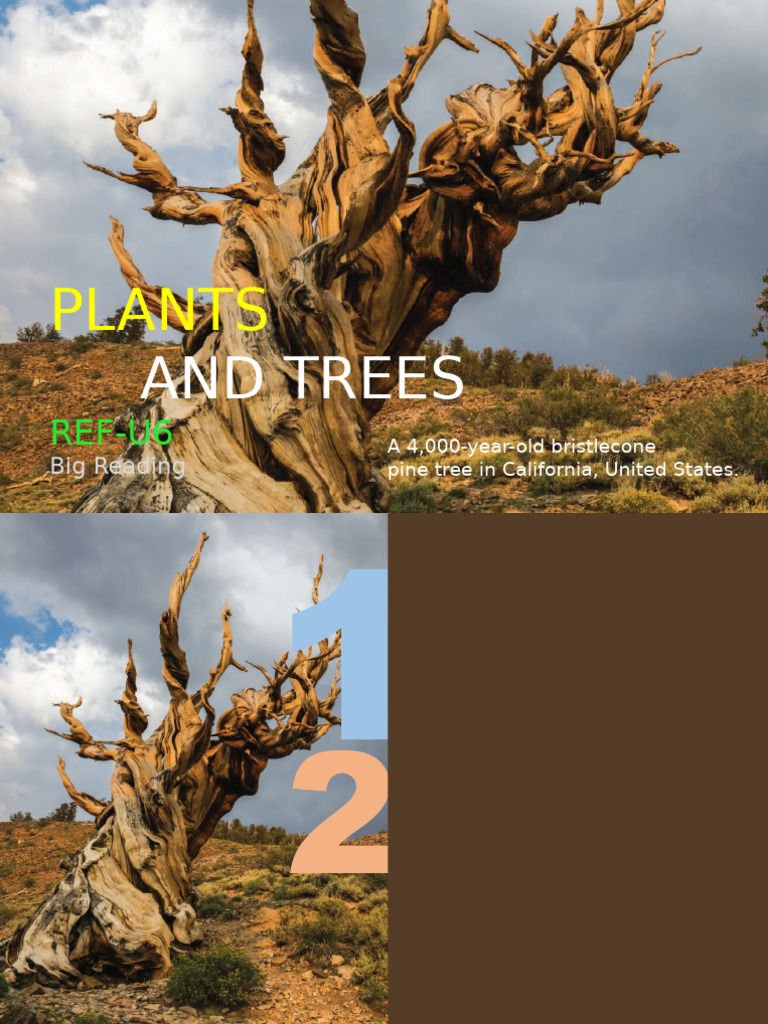 Planting Trees for Climate Justice | PDF | Vocabulary | Trees