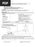 Labeled Rat Dissection Guide | PDF | Gastrointestinal Tract | Abdomen