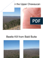 Beetle Kill in The Upper Chewaucan