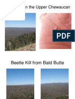 Rotary Beetle Kill