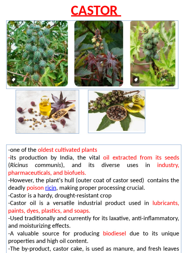 10 Castor | PDF | Branches Of Botany | Organisms
