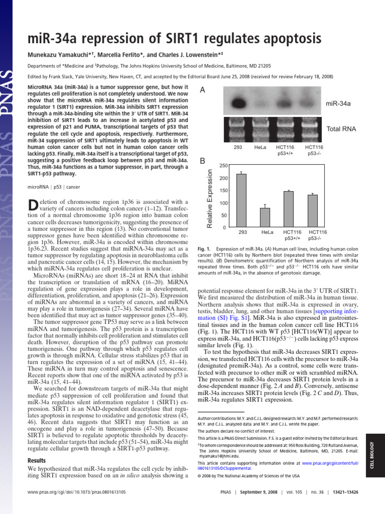 miR-34a Regulates SIRT1 and Apoptosis | PDF | Micro Rna | P53